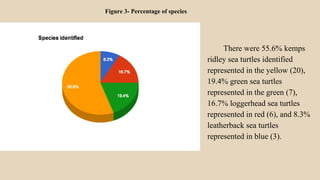 There were 55.6% kemps
ridley sea turtles identified
represented in the yellow (20),
19.4% green sea turtles
represented in the green (7),
16.7% loggerhead sea turtles
represented in red (6), and 8.3%
leatherback sea turtles
represented in blue (3).
Figure 3- Percentage of species
 