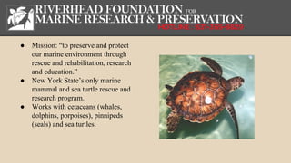 ● Mission: “to preserve and protect
our marine environment through
rescue and rehabilitation, research
and education.”
● New York State’s only marine
mammal and sea turtle rescue and
research program.
● Works with cetaceans (whales,
dolphins, porpoises), pinnipeds
(seals) and sea turtles.
 
