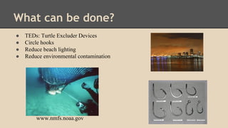 What can be done?
● TEDs: Turtle Excluder Devices
● Circle hooks
● Reduce beach lighting
● Reduce environmental contamination
www.nmfs.noaa.gov
 