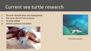 Current sea turtle research
1. Bycatch identification and management
2. Sea turtle diet/GI tract analysis
3. Nesting habitat
4. Marine pollution and debris
www.nmfs.noaa.gov
 