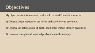 Objectives
My objectives in this internship with the Riverhead Foundation were to:
1) Observe direct impacts on sea turtles and know how to prevent it.
2) Observe sex ratios, cause of death, and human impact through necropsies.
3) Gain more insight and knowledge about sea turtle anatomy.
 