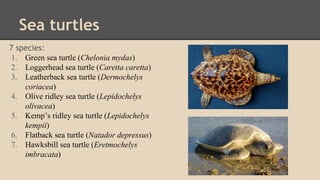 Sea turtles
7 species:
1. Green sea turtle (Chelonia mydas)
2. Loggerhead sea turtle (Caretta caretta)
3. Leatherback sea turtle (Dermochelys
coriacea)
4. Olive ridley sea turtle (Lepidochelys
olivacea)
5. Kemp’s ridley sea turtle (Lepidochelys
kempii)
6. Flatback sea turtle (Natador depressus)
7. Hawksbill sea turtle (Eretmochelys
imbracata)
 