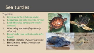 Sea turtles
7 species:
1. Green sea turtle (Chelonia mydas)
2. Loggerhead sea turtle (Caretta caretta)
3. Leatherback sea turtle (Dermochelys
coriacea)
4. Olive ridley sea turtle (Lepidochelys
olivacea)
5. Kemp’s ridley sea turtle (Lepidochelys
kempii)
6. Flatback sea turtle (Natador depressus)
7. Hawksbill sea turtle (Eretmochelys
imbracata)
 