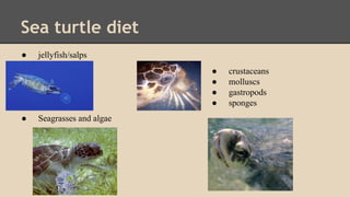 Sea turtle diet
● jellyfish/salps
● Seagrasses and algae
● crustaceans
● molluscs
● gastropods
● sponges
 