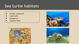 Sea turtle habitats
● pelagic sargassum
● coral reefs
● mangroves
● seagrass beds
 