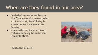 When are they found in our area?
● Leatherback sea turtles are found in
New York waters all year round; other
species are mostly found during the
warmer months in the summer for
foraging.
● Kemp’s ridley sea turtles are found
cold-stunned during the winter from
October to March.
(Wallace et al. 2013)
 