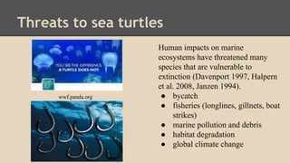 Threats to sea turtles
Human impacts on marine
ecosystems have threatened many
species that are vulnerable to
extinction (Davenport 1997, Halpern
et al. 2008, Janzen 1994).
● bycatch
● fisheries (longlines, gillnets, boat
strikes)
● marine pollution and debris
● habitat degradation
● global climate change
wwf.panda.org
 