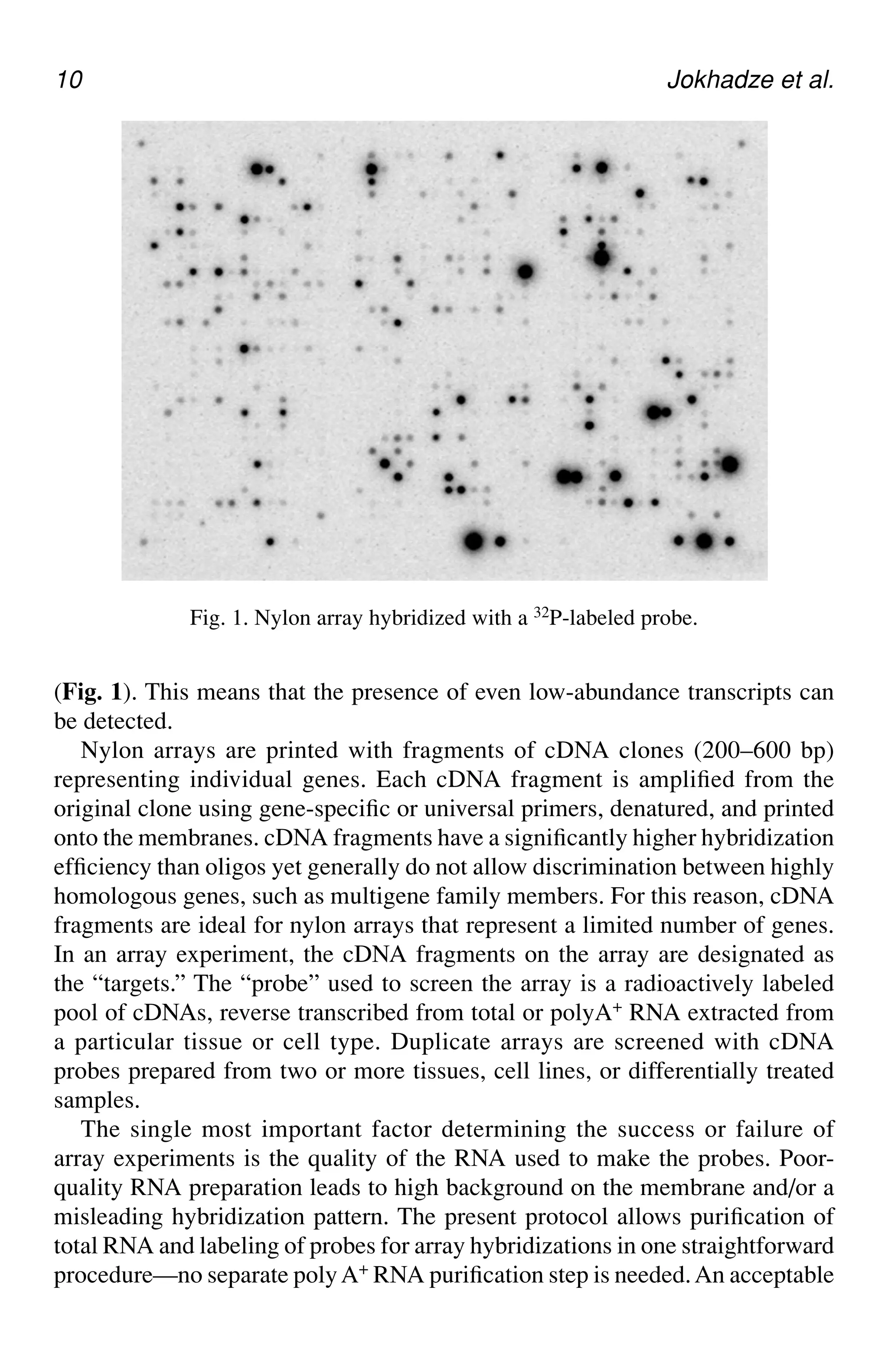 10 Jokhadze et al.
(Fig. 1). This means that the presence of even low-abundance transcripts can
be detected.
Nylon arrays are printed with fragments of cDNA clones (200–600 bp)
representing individual genes. Each cDNA fragment is amplified from the
original clone using gene-specific or universal primers, denatured, and printed
onto the membranes. cDNA fragments have a significantly higher hybridization
efficiency than oligos yet generally do not allow discrimination between highly
homologous genes, such as multigene family members. For this reason, cDNA
fragments are ideal for nylon arrays that represent a limited number of genes.
In an array experiment, the cDNA fragments on the array are designated as
the “targets.” The “probe” used to screen the array is a radioactively labeled
pool of cDNAs, reverse transcribed from total or polyA+ RNA extracted from
a particular tissue or cell type. Duplicate arrays are screened with cDNA
probes prepared from two or more tissues, cell lines, or differentially treated
samples.
The single most important factor determining the success or failure of
array experiments is the quality of the RNA used to make the probes. Poor-
quality RNA preparation leads to high background on the membrane and/or a
misleading hybridization pattern. The present protocol allows purification of
total RNA and labeling of probes for array hybridizations in one straightforward
procedure—no separate polyA+ RNA purification step is needed.An acceptable
Fig. 1. Nylon array hybridized with a 32P-labeled probe.
 