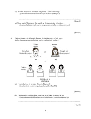 9
(d) What is the effect if neurone in Diagram 5.2 is not functioning?
(Apakah kesan jika neuron dalamRajah 5.2 tidak berfungsi?)
…………………………………………………………………………………………..............
[1 mark]
(e) Name part of the neurone that speeds up the transmission of impulses.
(Namakan bahagian pada neuron yang mempercepatkan perjalanan impuls.)
…………………………………………………………………………………………..............
[1 mark]
6 Diagram 6 shows the schematic diagram for the inheritance of hair types.
(Rajah 6 menunjukkan rajah skema bagi pewarisan jenis rambut .)
(a) Name the type of variation shown in Diagram 6.
(Namakan jenis variasi yang ditunjukkan dalamRajah 6)
…………………………………………………………………………………………..............
[1 mark]
(b) State another example of the same type of variation mentioned in (a).
(Nyatakan satu contoh lain bagi jenisvariasi seperti yang dinyatakan di (a).
…………………………………………………………………………………………..............
[1mark]
Straight hair
(Rambut lurus)
DIAGRAM 6
(RAJAH 6)
Father
(Bapa)
Mother
(Ibu)
Curly hair
(Rambut kerinting)
Children
(Anak)
HH hh
 