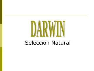 [object Object],DARWIN 