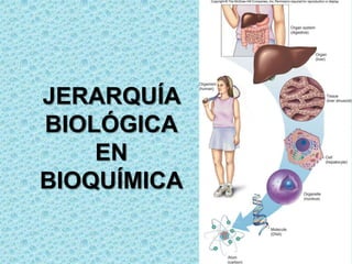 JERARQUÍA
BIOLÓGICA
EN
BIOQUÍMICA

 