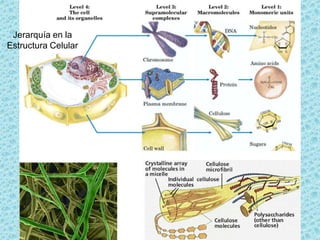Jerarquía en la
Estructura Celular

 