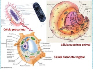 Célula procariota

Célula eucariota animal

Célula eucariota vegetal

 