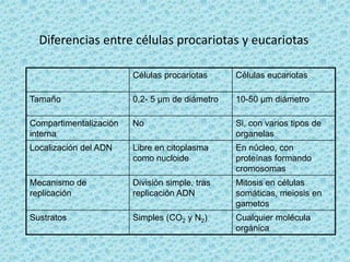 Diferencias entre células procariotas y eucariotas
Células procariotas

Células eucariotas

Tamaño

0,2- 5 µm de diámetro

10-50 µm diámetro

Compartimentalización
interna

No

Si, con varios tipos de
organelas

Localización del ADN

Libre en citoplasma
como nucloide

En núcleo, con
proteínas formando
cromosomas

Mecanismo de
replicación

División simple, tras
replicación ADN

Mitosis en células
somáticas, meiosis en
gametos

Sustratos

Simples (CO2 y N2)

Cualquier molécula
orgánica

 