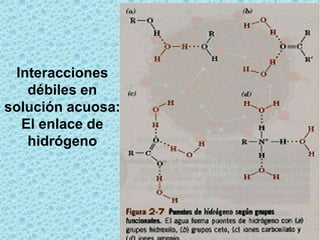 Interacciones
débiles en
solución acuosa:
El enlace de
hidrógeno

 