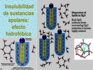 Insolubilidad
de sustancias
apolares:
efecto
hidrofóbico

 