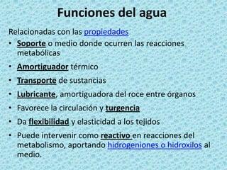 Funciones del agua
Relacionadas con las propiedades
• Soporte o medio donde ocurren las reacciones
metabólicas
• Amortiguador térmico
• Transporte de sustancias

• Lubricante, amortiguadora del roce entre órganos
• Favorece la circulación y turgencia
• Da flexibilidad y elasticidad a los tejidos

• Puede intervenir como reactivo en reacciones del
metabolismo, aportando hidrogeniones o hidroxilos al
medio.

 