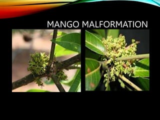 Mango.ppt