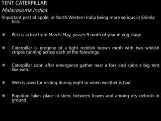 Integrated insect pest management.ppt