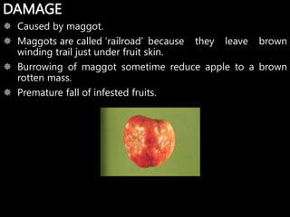 Skin Magots Integrated insect pest management.ppt