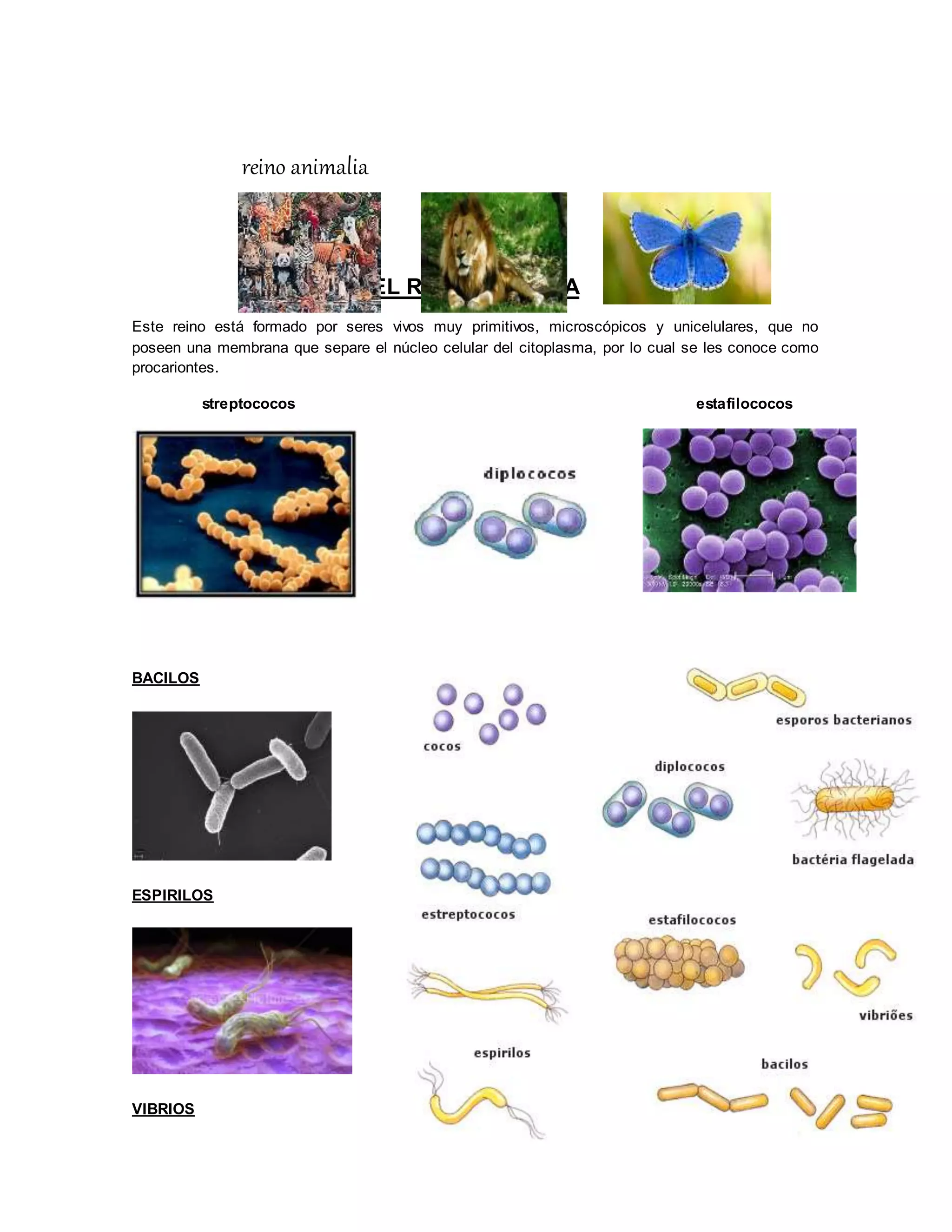 186967054-Album-de-Los-Cinco-Reinos.docx