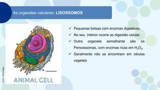 As organelas celulares: LISOSSOMOS
 Pequenas bolsas com enzimas digestivas.
 No seu interior ocorre as digestão celular.
 Outra organela semelhante são os
Peroxissomas, com enzimas ricas em H2O2.
 Geralmente não se encontram em células
vegetais
Fonte:
Gettyimages
 
