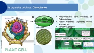 As organelas celulares: Cloroplastos
 Responsáveis pelo processo de
Fotossíntese
 Possui clorofila- pigmento verde-
absorve luz.
 Tem DNA próprio.
Fonte:
©
Pixabay
Fonte: © Pixabay
Fonte:
Gettyimages
 