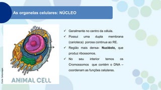 As organelas celulares: NÚCLEO
 Geralmente no centro da célula.
 Possui uma dupla membrana
(carioteca) porosa continua ao RE.
 Região mais densa- Nucléolo, que
produz ribossomos.
 No seu interior temos os
Cromossomos que contém o DNA –
coordenam as funções celulares.
Fonte:
Gettyimages
 