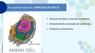 As organelas celulares: COMPLEXO DE GOLGI
 Conjunto de sacos e vesículas empilhadas.
 Armazenamento e secreção de substâncias.
 Produzem os lisossomos.
Fonte:
Gettyimages
 