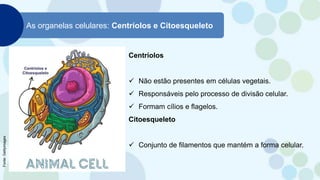 As organelas celulares: Centríolos e Citoesqueleto
Centríolos
 Não estão presentes em células vegetais.
 Responsáveis pelo processo de divisão celular.
 Formam cílios e flagelos.
Citoesqueleto
 Conjunto de filamentos que mantém a forma celular.
Fonte:
Gettyimages
 