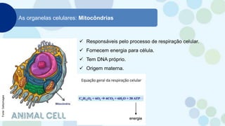 As organelas celulares: Mitocôndrias
 Responsáveis pelo processo de respiração celular.
 Fornecem energia para célula.
 Tem DNA próprio.
 Origem materna.
energia
Fonte:
Gettyimages
 