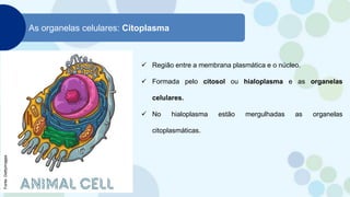 As organelas celulares: Citoplasma
 Região entre a membrana plasmática e o núcleo.
 Formada pelo citosol ou hialoplasma e as organelas
celulares.
 No hialoplasma estão mergulhadas as organelas
citoplasmáticas.
Fonte:
Gettyimages
 