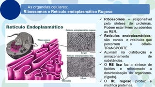 As organelas celulares:
Ribossomos e Retículo endoplasmático Rugoso
 Ribossomos – responsável
pela síntese de proteínas.
Podem estar livres ou aderidos
ao RER.
 Retículos endoplasmáticos-
são canais e vesículas que
percorrem a célula-
TRANSPORTE.
 Auxiliam na distribuição e
armazenamento de
substâncias.
 O RE liso faz a síntese de
lipídios e relacionado a
desintoxicação do organismo.
(fígado).
 O RE rugoso produz e
modifica proteínas.
 