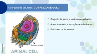 As organelas celulares: COMPLEXO DE GOLGI
 Conjunto de sacos e vesículas empilhadas.
 Armazenamento e secreção de substâncias.
 Produzem os lisossomos.
Fonte:
Gettyimages
 