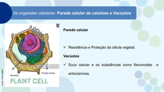 As organelas celulares: Parede celular de celulose e Vacúolos
Parede celular
 Resistência e Proteção da célula vegetal.
Vacúolos
 Suco celular e os substâncias como flavonoides e
antocianinas.
Fonte:
Gettyimages
 