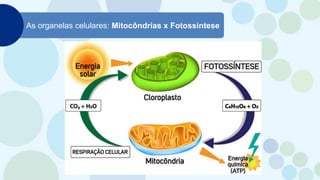 As organelas celulares: Mitocôndrias x Fotossíntese
 