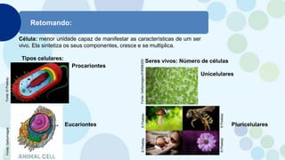 Retomando:
Tipos celulares:
Célula: menor unidade capaz de manifestar as características de um ser
vivo. Ela sintetiza os seus componentes, cresce e se multiplica.
Procariontes
Eucariontes
Fonte:
©
Pixabay
Fonte:
Gettyimages
Seres vivos: Número de células
Unicelulares
Pluricelulares
Fonte:
Gettyimages-618596293
©
Pixabay
©
Pixabay
©
Pixabay
©
Pixabay
 