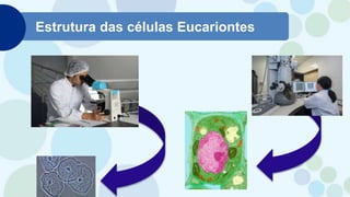 Estrutura das células Eucariontes
 