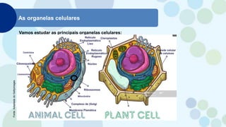 As organelas celulares
Vamos estudar as principais organelas celulares:
Fonte:
Adaptada
do
Gettyimages
 