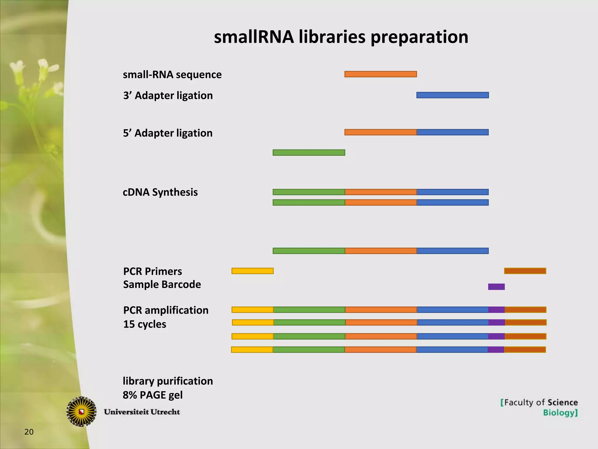 20
small-RNA sequence
5’ Adapter ligation
cDNA Synthesis
PCR amplification
15 cycles
PCR Primers
Sample Barcode
3’ Adapter ligation
library purification
8% PAGE gel
smallRNA libraries preparation
 