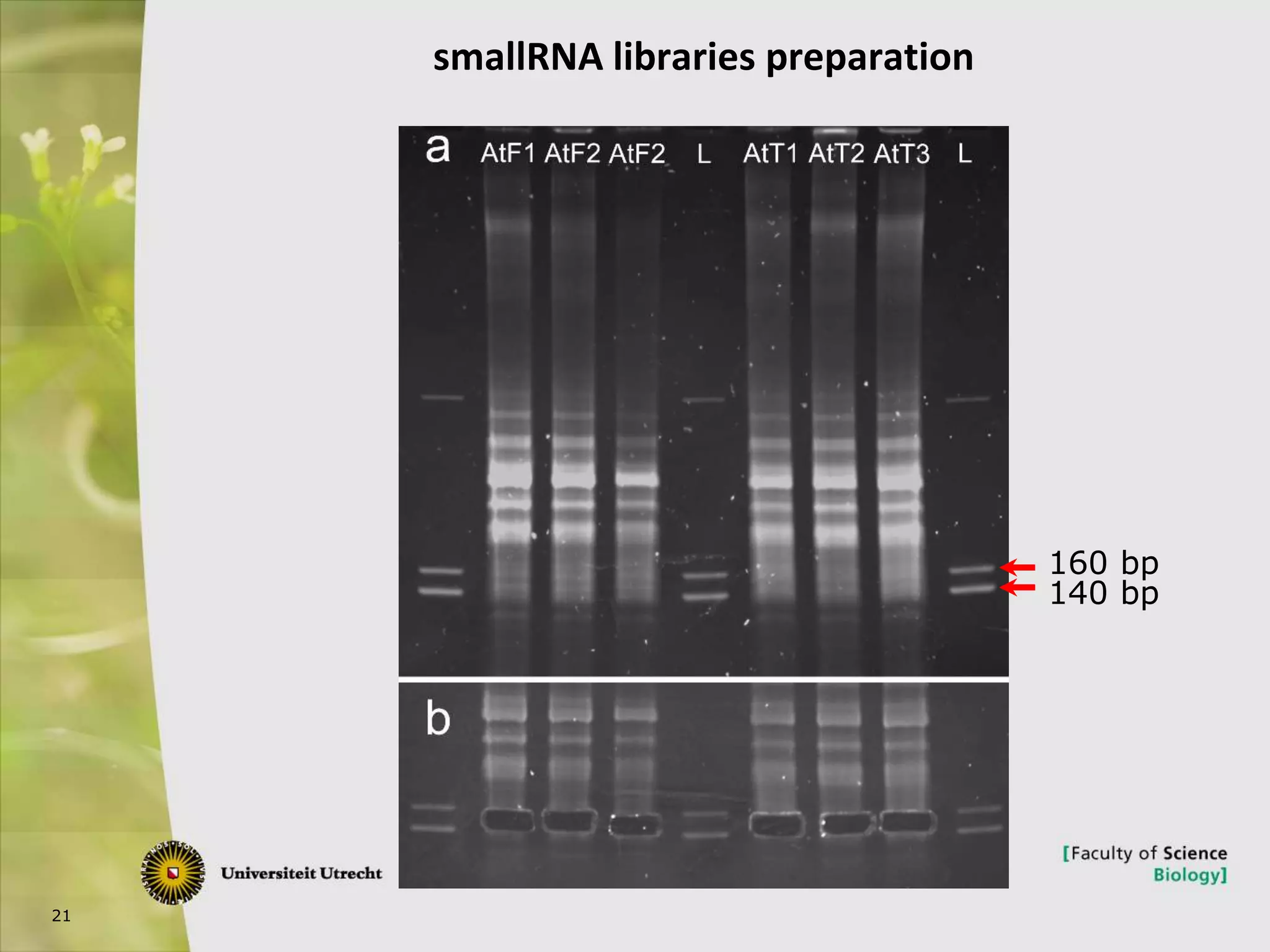 21
160 bp
140 bp
smallRNA libraries preparation
 