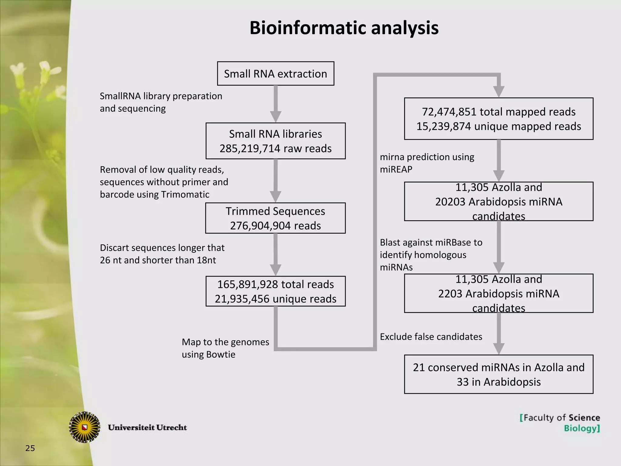 25
Bioinformatic analysis
Small RNA extraction
Small RNA libraries
285,219,714 raw reads
SmallRNA library preparation
and sequencing
Removal of low quality reads,
sequences without primer and
barcode using Trimomatic
Trimmed Sequences
276,904,904 reads
165,891,928 total reads
21,935,456 unique reads
Discart sequences longer that
26 nt and shorter than 18nt
72,474,851 total mapped reads
15,239,874 unique mapped reads
Map to the genomes
using Bowtie
11,305 Azolla and
20203 Arabidopsis miRNA
candidates
mirna prediction using
miREAP
Blast against miRBase to
identify homologous
miRNAs
11,305 Azolla and
2203 Arabidopsis miRNA
candidates
21 conserved miRNAs in Azolla and
33 in Arabidopsis
Exclude false candidates
 