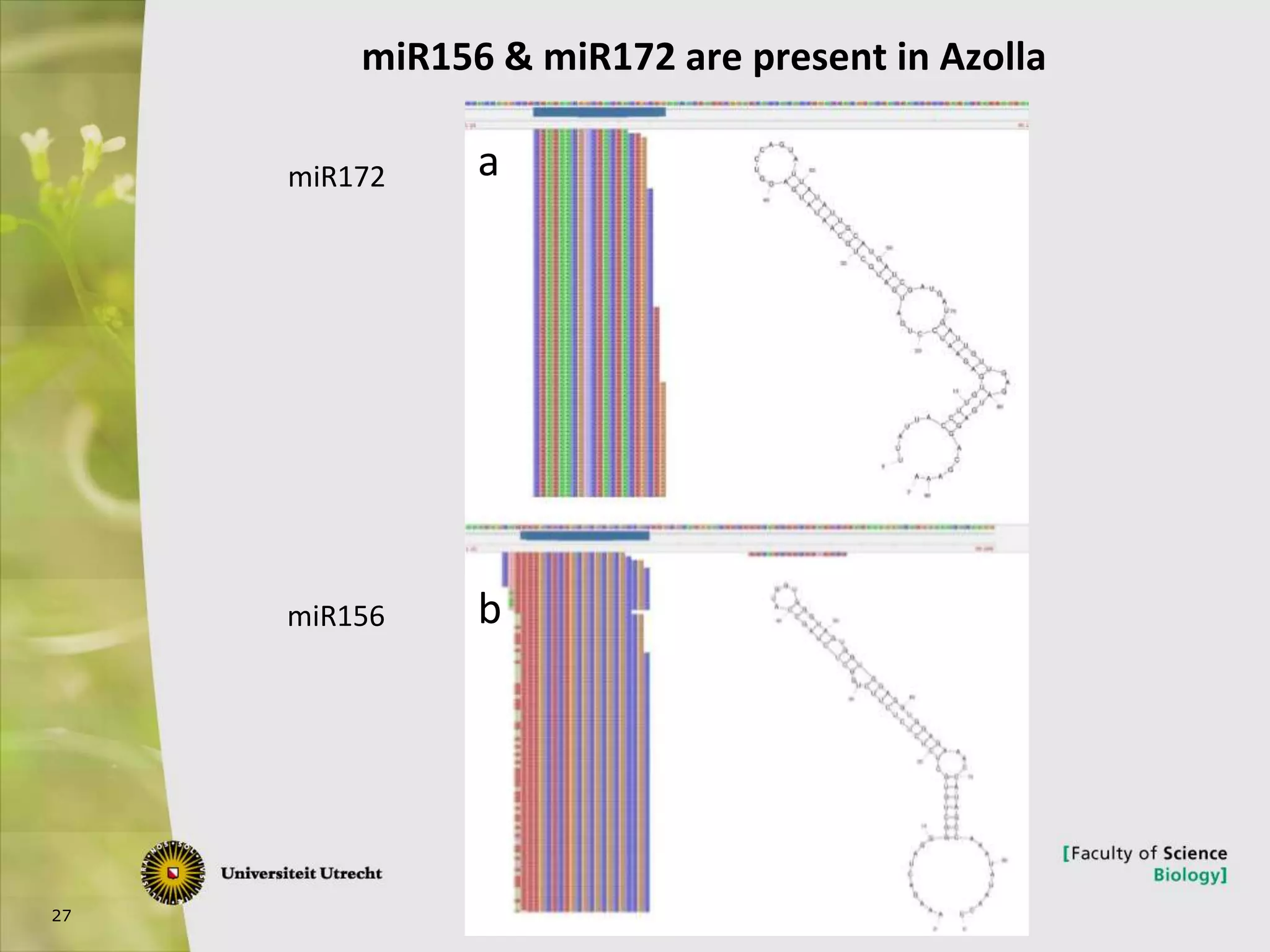 27
miR156 & miR172 are present in Azolla
a
b
miR172
miR156
 
