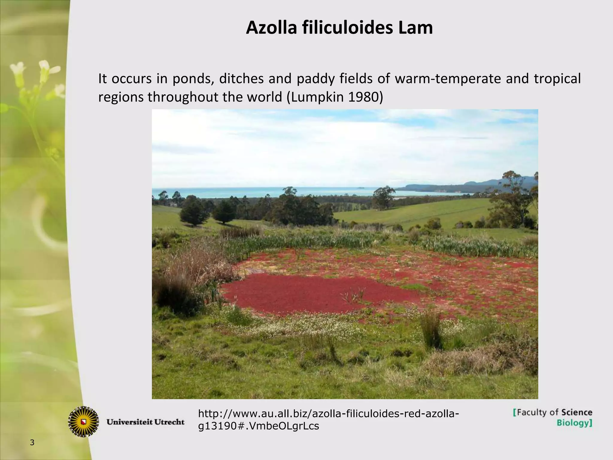 3
It occurs in ponds, ditches and paddy fields of warm-temperate and tropical
regions throughout the world (Lumpkin 1980)
http://www.au.all.biz/azolla-filiculoides-red-azolla-
g13190#.VmbeOLgrLcs
Azolla filiculoides Lam
 