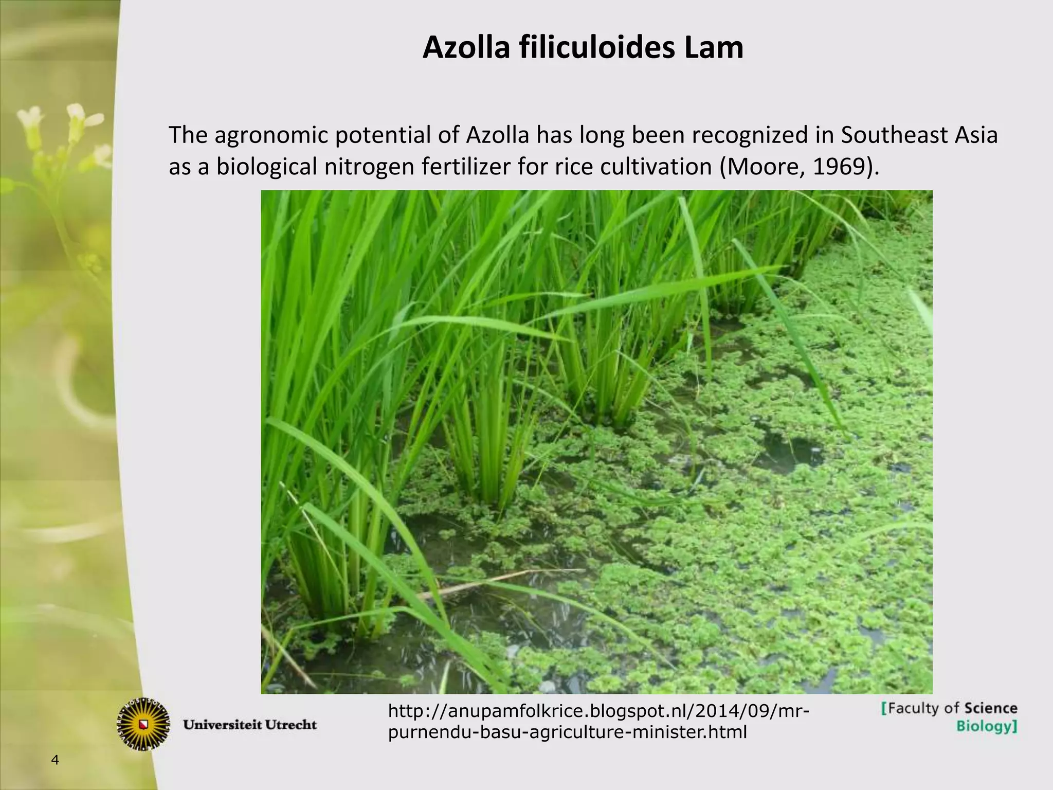 4
Azolla filiculoides Lam
The agronomic potential of Azolla has long been recognized in Southeast Asia
as a biological nitrogen fertilizer for rice cultivation (Moore, 1969).
http://anupamfolkrice.blogspot.nl/2014/09/mr-
purnendu-basu-agriculture-minister.html
 