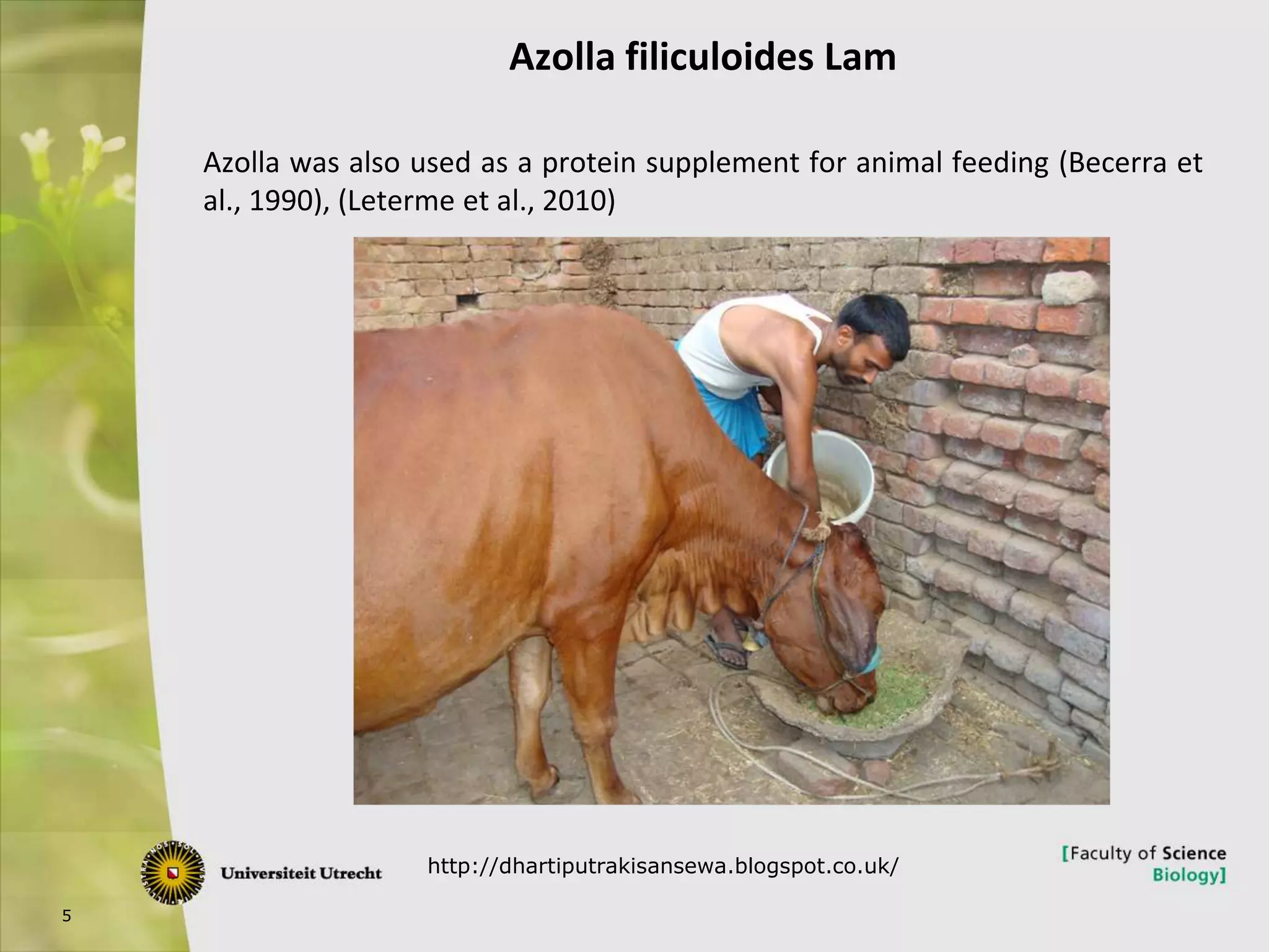 5
Azolla filiculoides Lam
Azolla was also used as a protein supplement for animal feeding (Becerra et
al., 1990), (Leterme et al., 2010)
http://dhartiputrakisansewa.blogspot.co.uk/
 