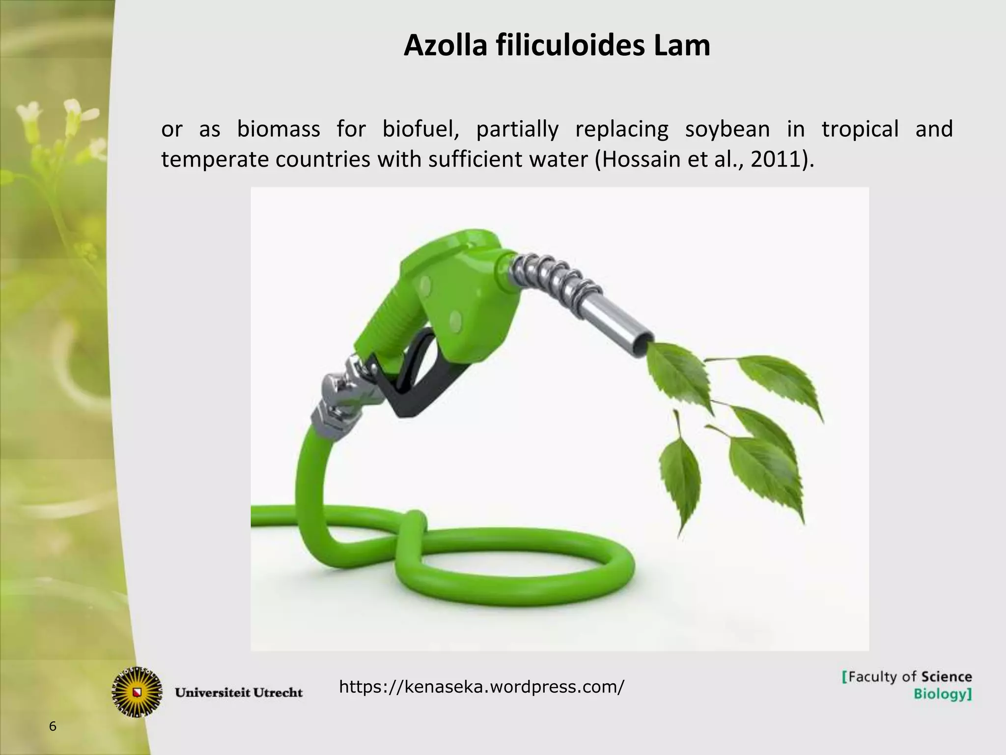 6
Azolla filiculoides Lam
or as biomass for biofuel, partially replacing soybean in tropical and
temperate countries with sufficient water (Hossain et al., 2011).
https://kenaseka.wordpress.com/
 