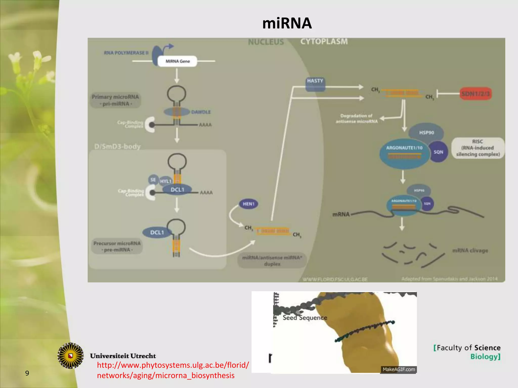 9
http://www.phytosystems.ulg.ac.be/florid/
networks/aging/microrna_biosynthesis
miRNA
 