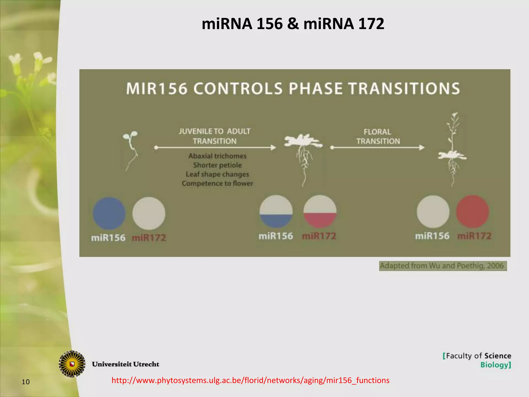 10 http://www.phytosystems.ulg.ac.be/florid/networks/aging/mir156_functions
miRNA 156 & miRNA 172
 