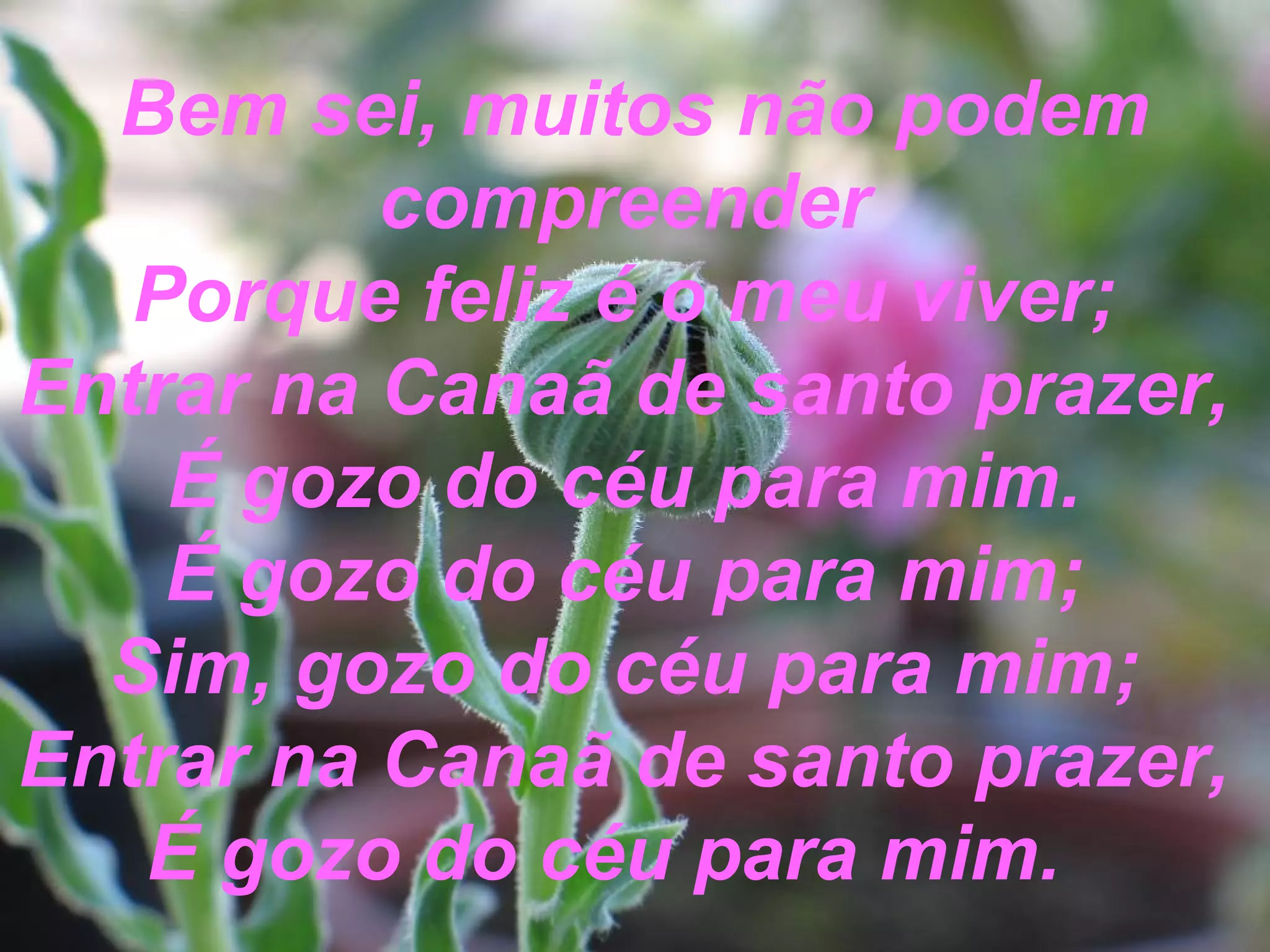 Bem sei, muitos não podem
compreender
Porque feliz é o meu viver;
Entrar na Canaã de santo prazer,
É gozo do céu para mim.
É gozo do céu para mim;
Sim, gozo do céu para mim;
Entrar na Canaã de santo prazer,
É gozo do céu para mim.